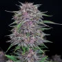 Насіння конопель BANANA PURPLE PUNCH Auto від Fast Buds